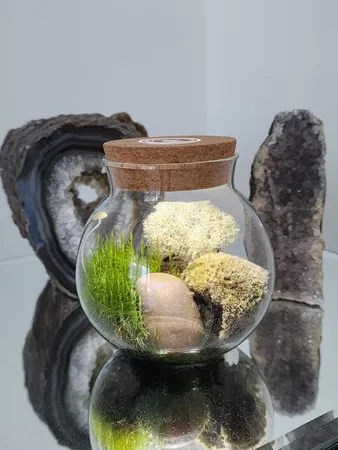 Create Your Serene Moss Sanctuary