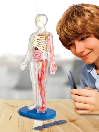 Dan&Darci Human Anatomy Squishy Body Model