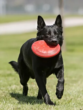 KONG Flyer Flying Disc Fetch Toy